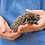 baby hedgehogs for sale breeder