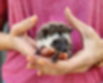 Hedgehog for sale Maya