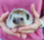 Baby hedgehog for sale