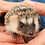 Thumbnail: Kern - Male Baby Hedgehog PRICE $295