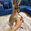 Thumbnail: River- Female Baby Red Kangaroo PRICE $8000