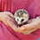 Velma- Female Baby Hedgehog