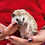Thumbnail: Carlo - Male Hedgehog PRICE $295