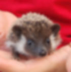 hedgehog for sale