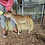Walnut- Mini Zebu Tame Bottle Bull Calf