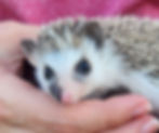 Baby hedgehog for sale