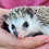 Baby hedgehog for sale
