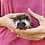 Hedgehog for sale Maya