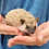 Thumbnail: Mayor - Male Hedgehog PRICE $295