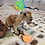 Prairie dog pup For sale