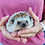 Baby hedgehog for sale