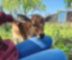 Walnut- Mini Zebu Tame Bottle Bull Calf