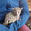 Bushbaby for sale, bushbaby breeder
