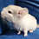 Thumbnail: Quinn - Male Baby Chinchilla PRICE $495