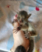 Bushbaby baby galagos for sale