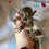 Bushbaby baby galagos for sale