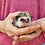 Hedgehog babies for sale Ingrid