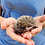 baby hedgehogs for sale breeder