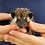 Baby hedgehog for sale breeder