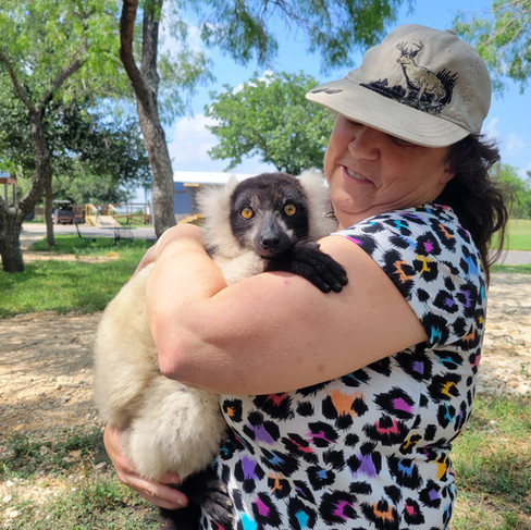 Lemur Pet care, learn about exotic animal care