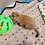 Prairie dog pup For sale