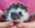 Baby hedgehog for sale