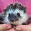 Baby hedgehog for sale