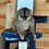 Thumbnail: Matiz - Brown Lemur Male PRICE $6500