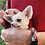 Thumbnail: Falon - Female Fennec Fox PRICE $4200
