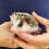 Baby hedgehog for sale breeder