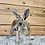Thumbnail: Rowdy- Male Baby Red Kangaroo PRICE $2900