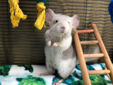 Owning a pet Chinchilla | A Complete chinchilla Care Guide with feeding, handling and housing info