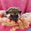 Hedgehog babies for sale Nuna