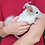 Thumbnail: Zinc- Male Chinchilla PRICE $595