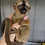 Thumbnail: Matiz - Brown Lemur Male PRICE $6500