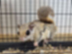 Flying squirrel for sale