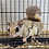 Flying squirrel for sale