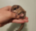 flying squirrel baby for sale