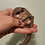 flying squirrel baby for sale