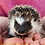 Thumbnail: Sansa - Female Baby Hedgehog PRICE $350