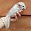 Chinchilla baby for sale Quinn