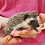 Hedgehog babies for sale Nuna