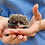 baby hedgehogs for sale breeder