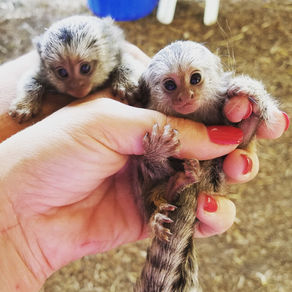 Marmoset Monkeys Care Guide | Pet facts and realistic expectations about owning a marmoset