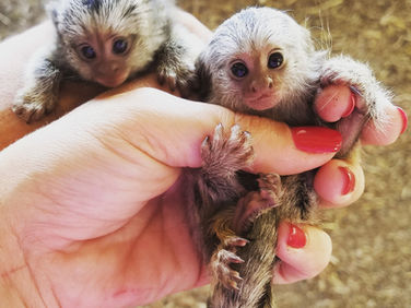 Marmoset Monkeys Care Guide | Pet facts and realistic expectations about owning a marmoset