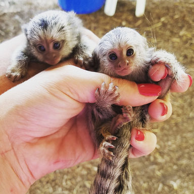 Marmoset Monkeys Care Guide | Pet facts and realistic expectations about owning a marmoset