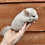 Chinchilla baby for sale Deedee