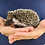 Thumbnail: Hilaria - Female Baby Hedgehog PRICE $350