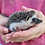 Thumbnail: Betty - Female Hedgehog PRICE $295