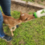 Mini Zebu For sale Pet Cow